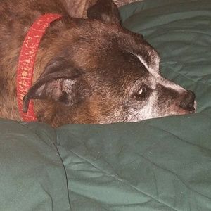 Meet your Posher, Teddy